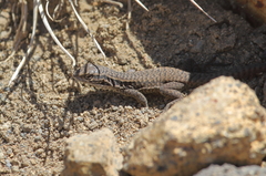 Liolaemus chiliensis