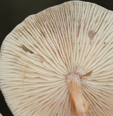 Rhodocollybia incarnata