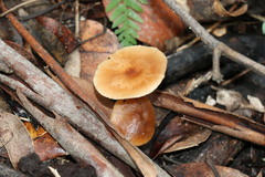 Rhodocollybia incarnata