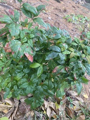 Pseudocercospora nandinae
