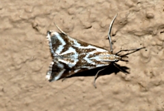 Sedenia rupalis