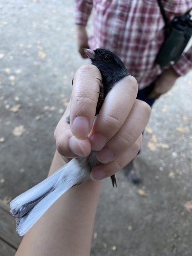 iNaturalist observation photo of Dark-eyed Junco