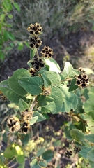 Allowissadula lozanoi