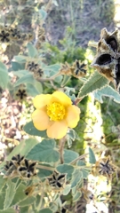 Allowissadula lozanoi