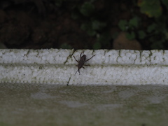 Cryptoderma formosense