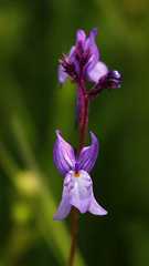 Linaria incarnata