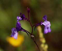 Linaria incarnata