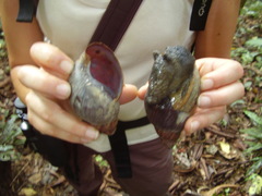 Archachatina bicarinata