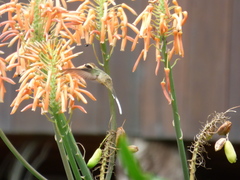 Phaethornis eurynome