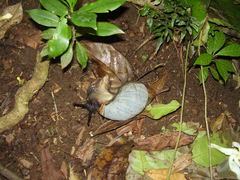 Archachatina bicarinata