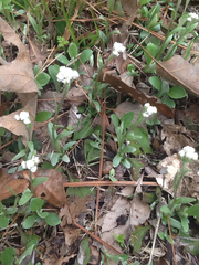 Antennaria plantaginifolia