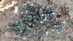 Euploca confertifolia