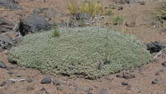 Acaena caespitosa