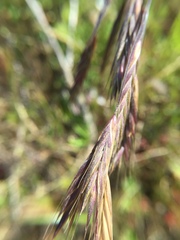 Bromus maritimus