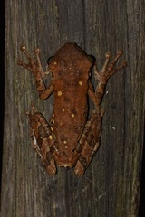 Osteocephalus oophagus