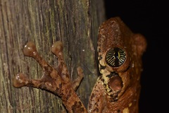 Osteocephalus oophagus