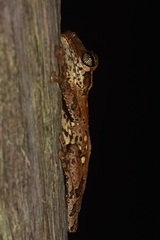 Osteocephalus oophagus