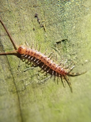 Lithobius variegatus rubriceps