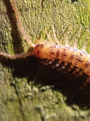 Lithobius variegatus rubriceps
