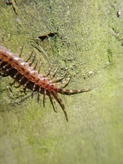 Lithobius variegatus rubriceps