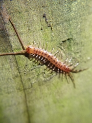 Lithobius variegatus rubriceps