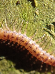 Lithobius variegatus rubriceps