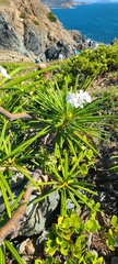 Plumeria alba