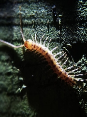 Lithobius variegatus rubriceps