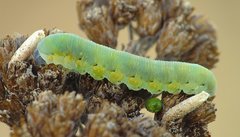 Tenthredo brevicornis