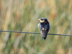 Hirundo rustica