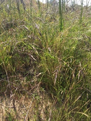 Bromus maritimus