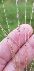 Digitaria brownii