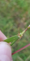 Digitaria brownii