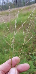 Digitaria brownii