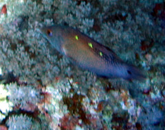 Bodianus diana