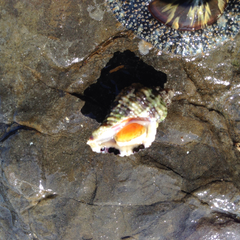 Paciocinebrina circumtexta