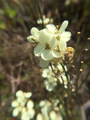 Erysimum franciscanum