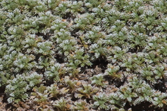 Acaena caespitosa