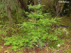 Saxegothaea conspicua