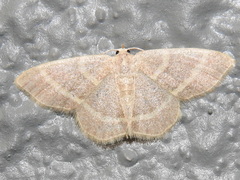 Chlorochlamys