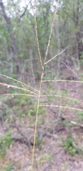 Digitaria ramularis