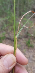 Digitaria ramularis