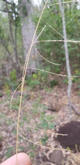 Leptochloa decipiens