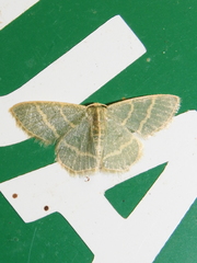 Chlorochlamys