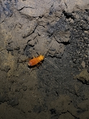 Loboptera