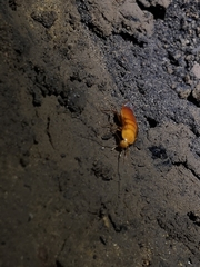Loboptera
