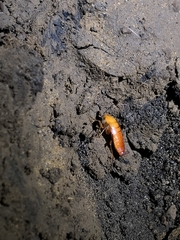 Loboptera