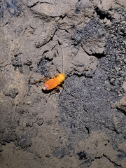 Loboptera