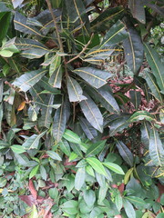 Codiaeum variegatum