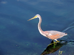 Egretta tricolor image
